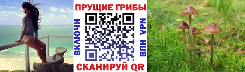 Галлюциногенные грибы прущие грибы  Купить закладки  Гатчина 